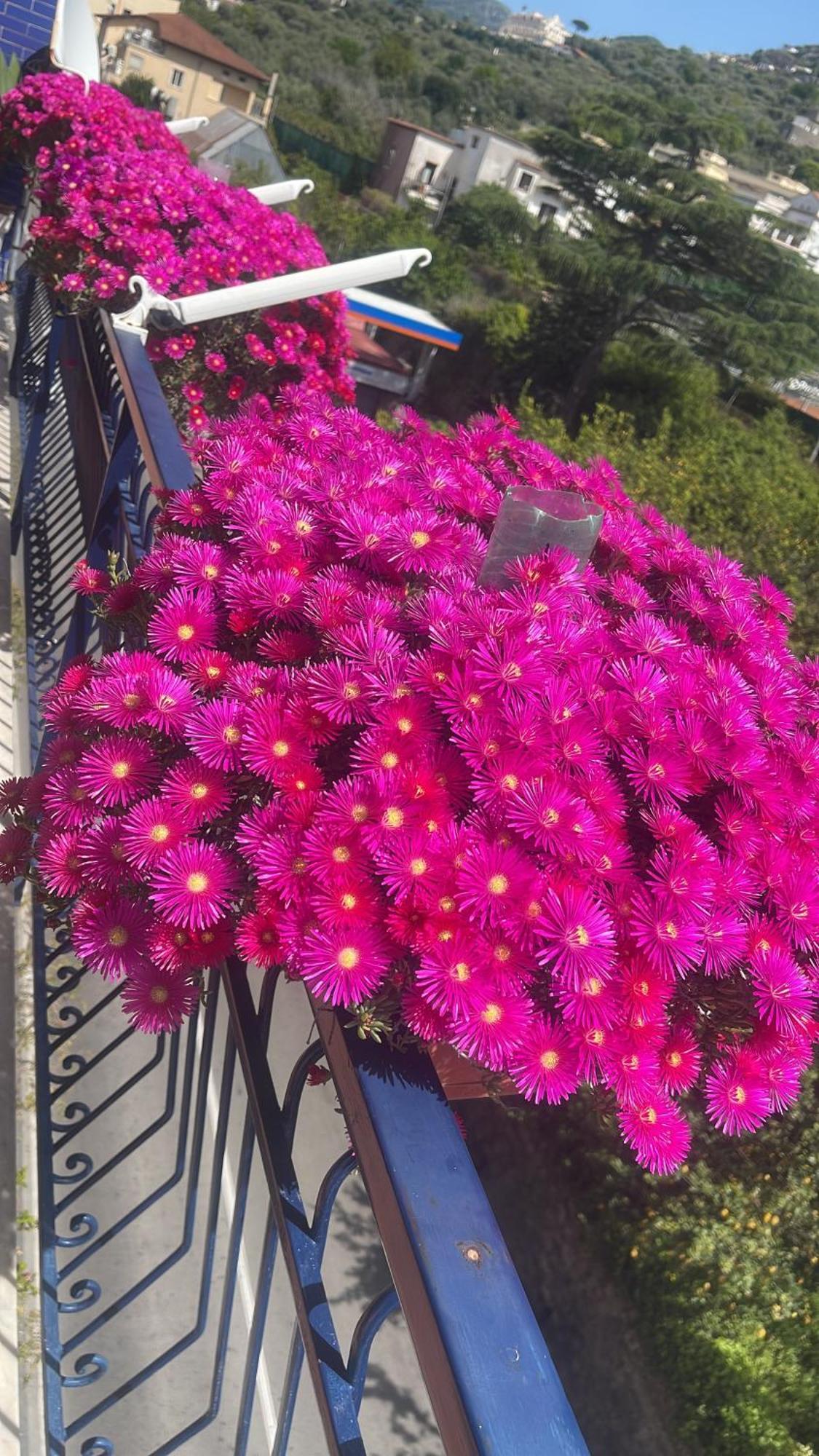 Bougainvillea Relais Sorrent Exterior foto